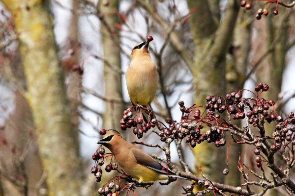 Eating Berries Stem First by Deb Oppermann